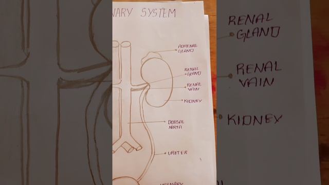 Human Urinary System Drawing #drawing 😃💖