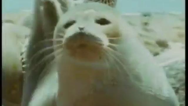 Nearly a quarter of the mammal species face extinction смотреть онлайн