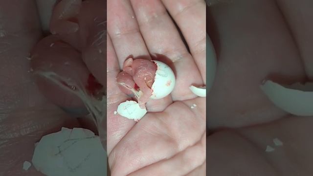 НОВАЯ ЖИЗНЬ😍 появление птенца🐣наблюдаем за ростом,развитием #птицы #попугаи #papagall #tutuquşu