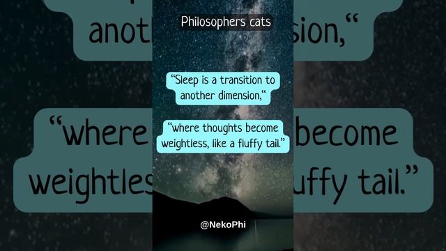 Cats Philosophy about sleep #catsphilosophy #catscontent #smartcats смотреть онлайн