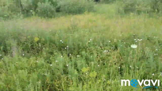 Какая у нас погода/немного о природе.