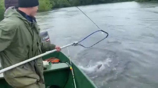 Территория лосося