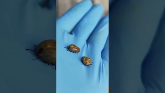 УКУСИЛ ЭНЦЕФАЛИТНЫЙ КЛЕЩ ПОД МИКРОСКОПОМ