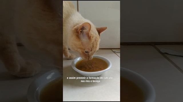 Esse hábito pode salvar os rins do seu gato смотреть онлайн