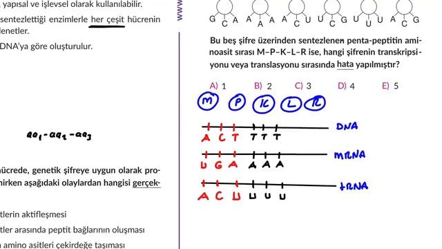 [ARŞİV] Orijin Sorularla Genden Proteine Test 3 Çözümleri смотреть онлайн