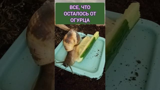ЭТО ВСЕ, ЧТО ОСТАЛОСЬ ПОСЛЕ ..... УЛИТКИ! смотреть онлайн