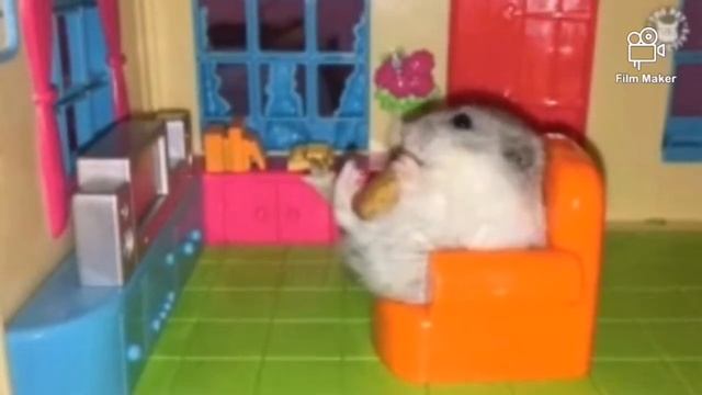 Chomik смотреть онлайн