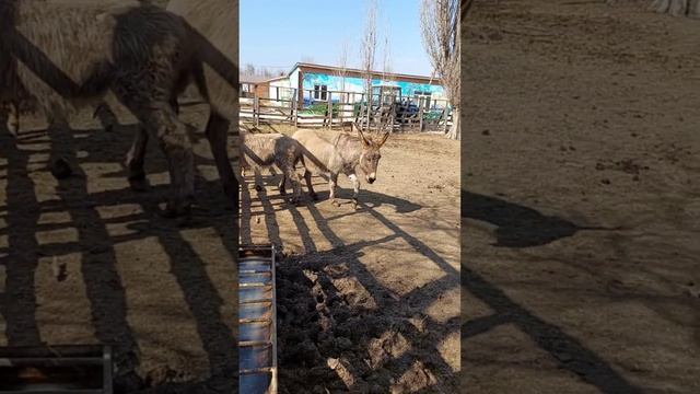 🫏В СЕМЕЙСТВЕ ОСЛИКОВ МАРИУПОЛЬСКОГО ЗООПАРКА ПОПОЛНЕНИЕ