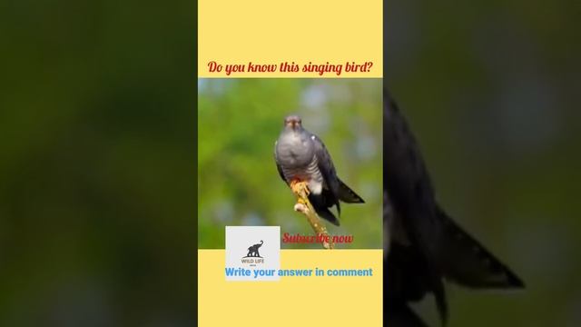 SINGING & CHIRPING BIRDS. смотреть онлайн