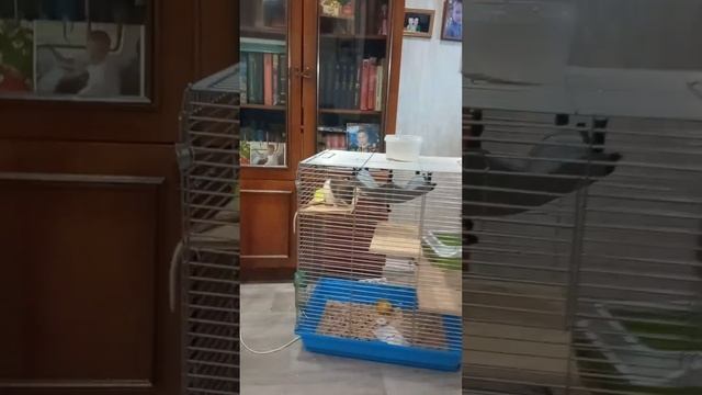 про крыс и нетолько смотреть онлайн