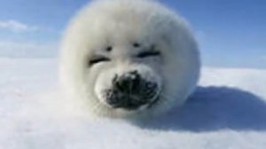 БЕЛЫЕ  МЕДВЕДИ