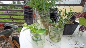 #ива хакуро нишики #ива извилистая#укоренениечеренков