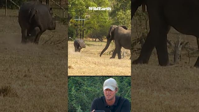 What!!! Cant believe this Elephant chased a Hippo! #run смотреть онлайн