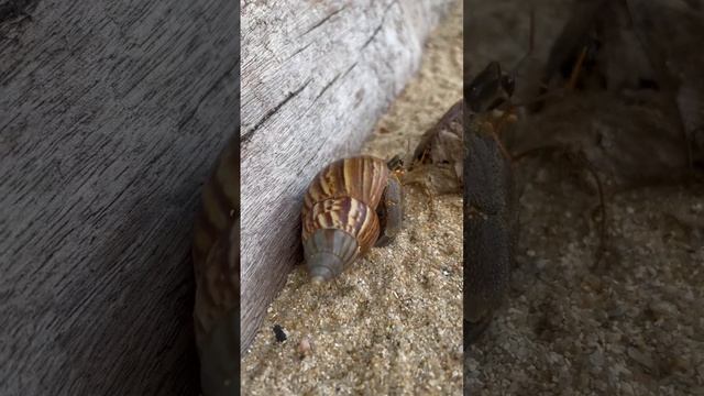 Love to watch them, and you? 🦀🐚 #nature #animals #sea смотреть онлайн