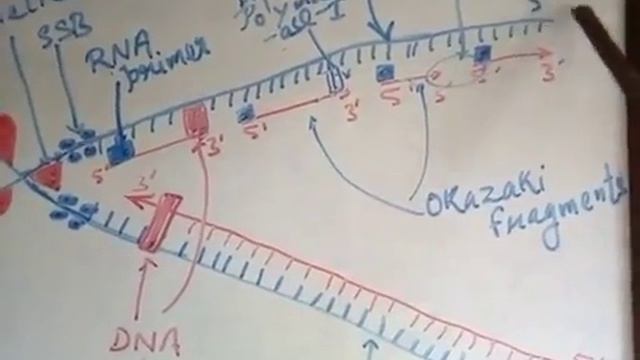 DNA replication for 12 and NEET. смотреть онлайн