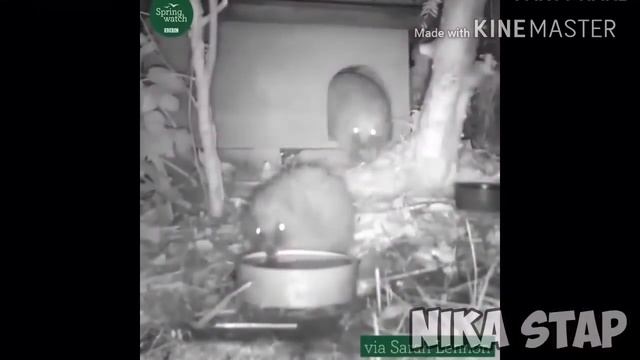УГАРНЫЙ ТЕСТ НА ПСИХИКУ! смотреть онлайн