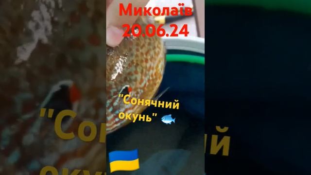 Риба паразит ''Сонячний окунь '' смотреть онлайн