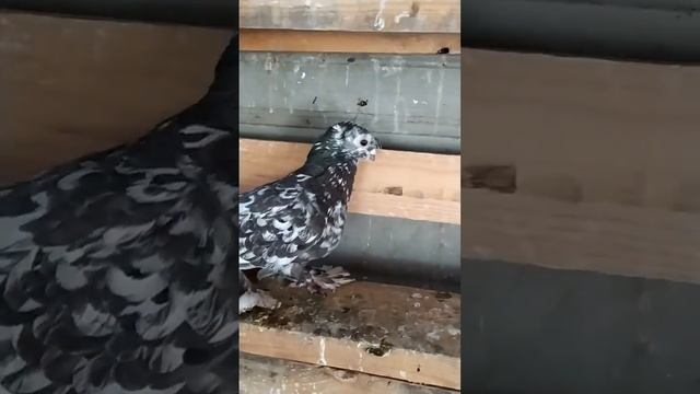 Узбекские голуби (Али Франция) Pigeon Ouzbékistan