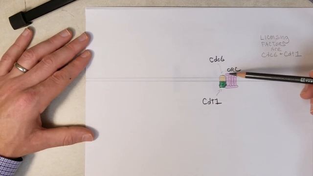 Initiation Of DNA Replication (eukaryotes) (Recommend 1.5x Speed)
