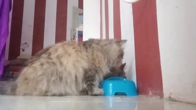 makan lahap bangat kucing ku смотреть онлайн