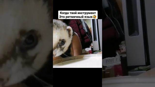 музыкальный хорек, звезда Астраханская смотреть онлайн