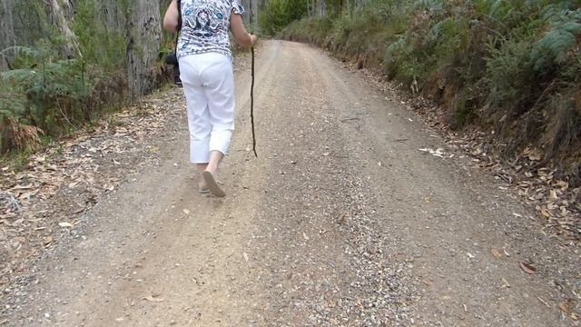 Mt Lofty Botanic Gardens in Autumn смотреть онлайн