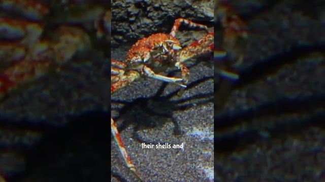 Amazing facts about crab #crab #crabs #animal #wildlife #nature смотреть онлайн