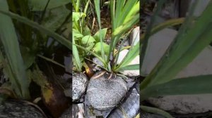 Лучшее биоплато в пруду, отличие от зоны регенерации. Болотные и водные растения для прозрачной вод