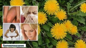 Одуванчик: полезные свойства и противопоказания | Одуванчик: польза и вред | Лекарственные растения