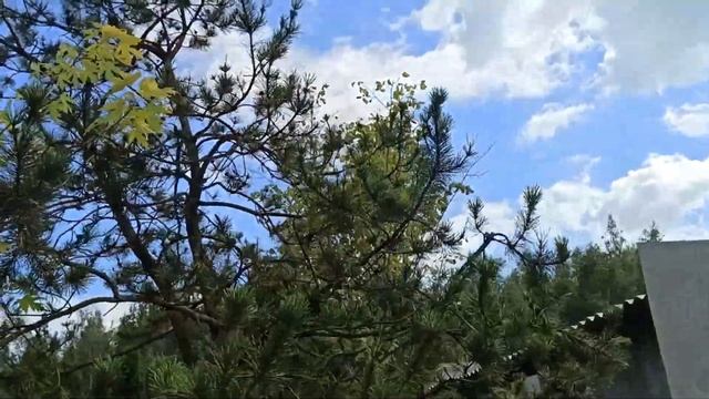 Александр Высоконов у нас в гостях в Экспоцентре питомников "Дружба". смотреть онлайн