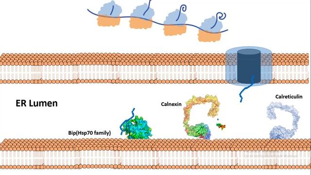 protein folding in the ER смотреть онлайн
