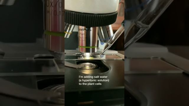 Osmose Em Células Vegetais