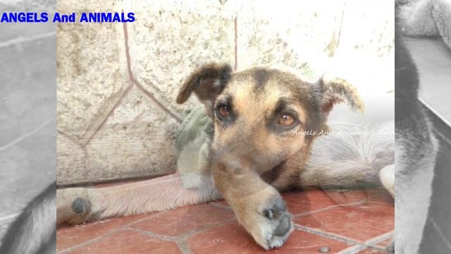 Poor Dog Was Found Limping On The Street With An Injured Leg