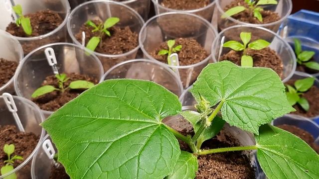 Рассада огурца на фитиле. Шок-результат за 10 дней смотреть онлайн