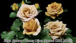 Как распускается роза Хани Дижон - Honey Dijon (Sproul США, 2005)