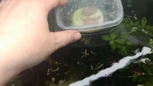 Почему ампулярии не выживают ?