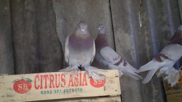 КЗ голуби 2014 Годовалые смотреть онлайн