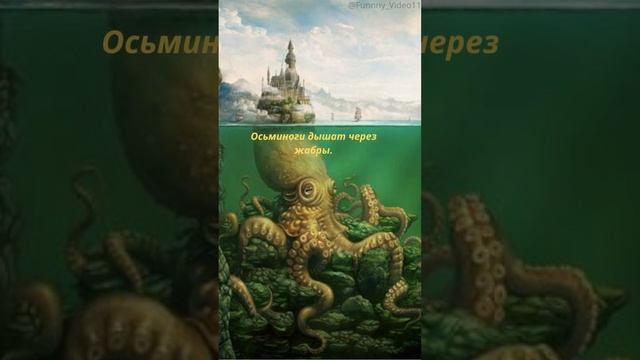 Факт об осьминогах №24❤️🐙Подробнее в описании #животные#факты#интересно#reels#animals#facts#осьмино