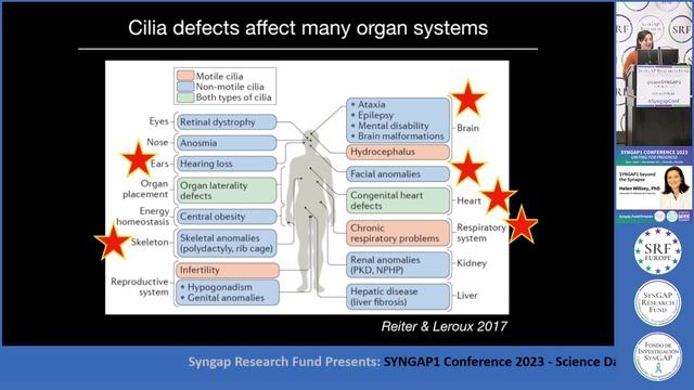 SYNGAP1 Beyond The Synapse - HELEN WILLSEY, PhD, University Of California, San Francisco.