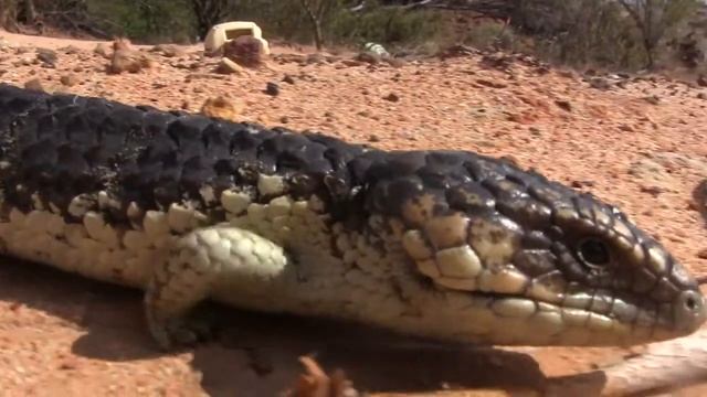 Bobtail Lizards - Illegal Overseas Reptile Smuggling - A Reptile Smugglers Dream смотреть онлайн