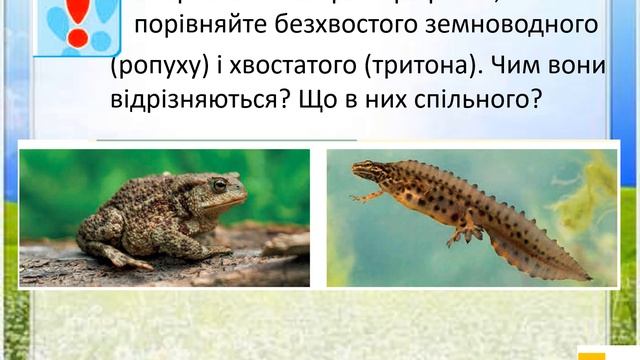 Урок 41 Земноводні. ЯДС 3 клас автор підручника І.Жаркова смотреть онлайн