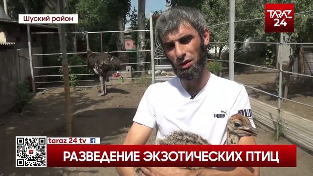 РАЗВЕДЕНИЕ ЭКЗОТИЧЕСКИХ ПТИЦ
