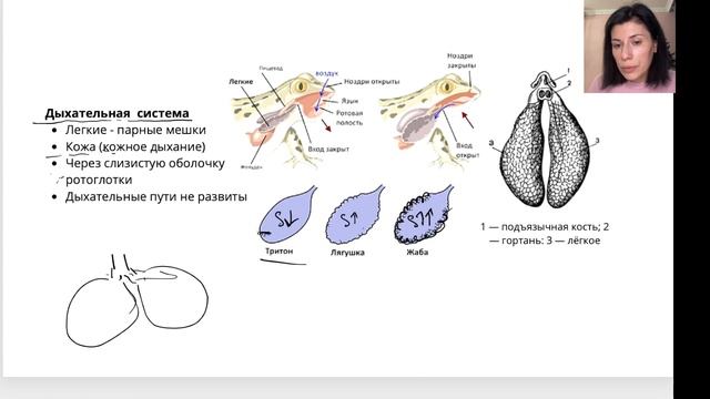 Зоология Класс Земноводные