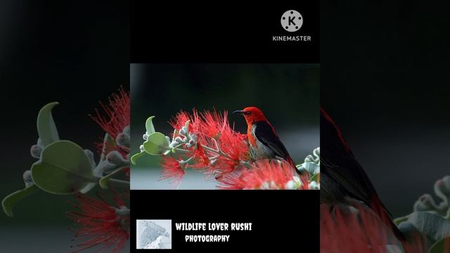 video & photo editing km wildlife animals 🦜🦜🦜 смотреть онлайн