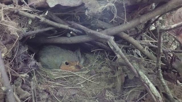 Зарянка 170527 2 у Трамвая 170611 сидит на яйцах GoPro 20