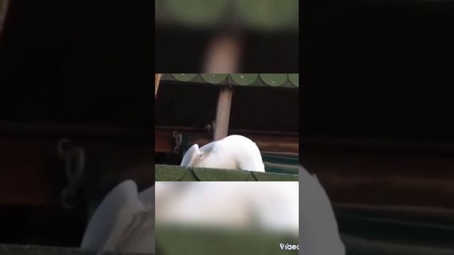 Кроссовки 2 #ownifame #фонк #phonkmusic #phonk #brazil #brazilianphonk смотреть онлайн