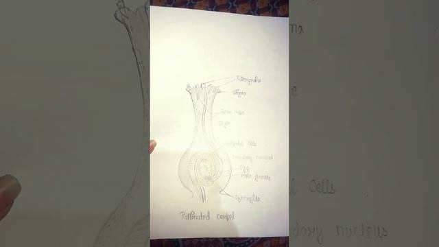 Study of pollen germination and growth of pollen tube in a pollinated pistil in grass class12 bio p смотреть онлайн