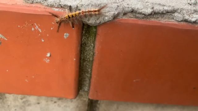 Что за удивительная гусеница мне попалась? Подскажите название! смотреть онлайн