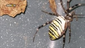 Чем опасна Ариопа Брюнниха или паук-оса?