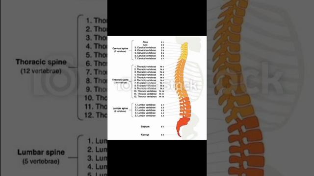 Vertebral Column Diagram With Label Parts And Structure Of Single Spine😺